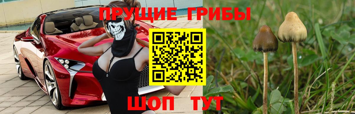 Озёрск  Галлюциногенные грибы прущие грибы  Вход с VPN  Галлюциногенные грибы прущие грибы 
